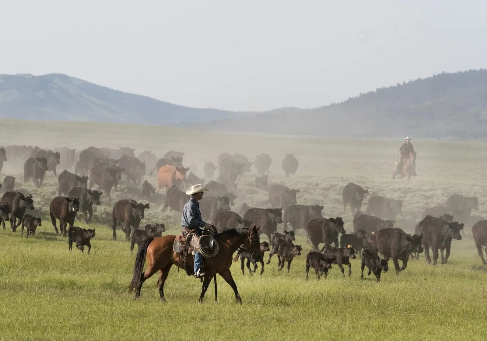 Cattle drive on open range, the industry Livestock Lift serves